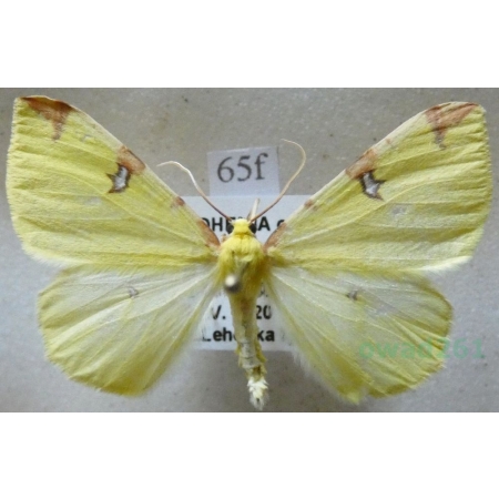 Opisthograptis luteolata (Linnaeus, 1758) male Mokosz cierniowiak Czech65f